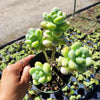 Sedum treleasei