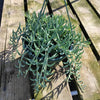 Senecio radicans Hybrid 'Fish Hooks'