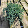 Senecio radicans Hybrid 'Fish Hooks'