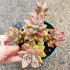 Graptosedum 'Alpenglow'