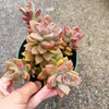 Graptosedum 'Alpenglow'