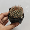 Mammillaria spinosissima Red Headed Irishman