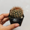 Mammillaria spinosissima Red Headed Irishman
