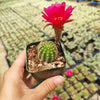 Chamaelobivia 'Rose Quartz' Peanut Cactus