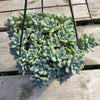 Sedum clavatum