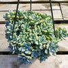 Sedum clavatum