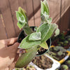 Tradescantia sillamontana 'White Velvet' Wandering Dude