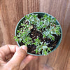 Crassula biplanata