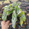 Tradescantia sillamontana 'White Velvet' Wandering Dude