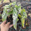 Tradescantia sillamontana 'White Velvet' Wandering Dude