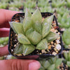 Haworthia cymbiformis 'Cathedral Window Haworthia'
