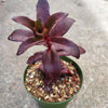Sedum 'Dark Magic'