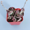 Adromischus trigynus 'Calico Hearts'