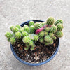 Chamaelobivia 'Rose Quartz' Peanut Cactus
