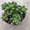 Sedum lucidum 'Obesum'