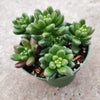 Sedum lucidum 'Obesum'