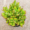 Crassula swaziensis 'Money Maker'