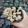 Graptoveria mendozae [Fragile]