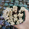 Graptoveria mendozae [Fragile]