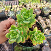 Sedum 'Alice Evans'