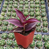Tradescantia zebrina Violet Wandering Dude
