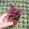 Tradescantia zebrina Violet Wandering Dude