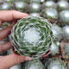Sempervivum 'Hurricane'