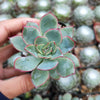 Echeveria pulidonis