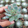 Echeveria pulidonis