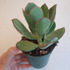 Cotyledon 'Mint Truffles'