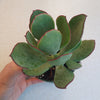 Cotyledon 'Mint Truffles'