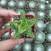 Aloe juvenna 'Tiger Tooth Aloe'