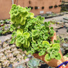 Plectranthus tomentosa - Vicks Plant
