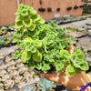 Plectranthus tomentosa - Vicks Plant