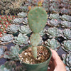 Opuntia santarita Santa Rita Purple Prickly Pear Cactus