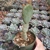 Opuntia santarita Santa Rita Purple Prickly Pear Cactus