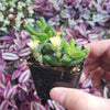 Delosperma echinatum - Pickle Plant