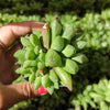 Haworthia turgida X