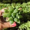 Haworthia turgida X