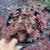 SunSparkler® Sedum 'Wildfire'
