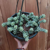 Sedum 'Burrito' Donkey Tail