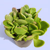 Senecio jacobsenii - Trailing Jade, Weeping Jade