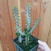 Alluaudia procera 'Madagascar Ocotillo'