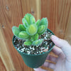 Cotyledon tomentosa Variegated Bear's Paw