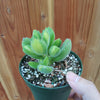 Cotyledon tomentosa Variegated Bear's Paw