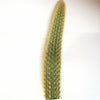 Cleistocactus winteri Golden Rat Tail