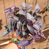 Tradescantia pallida 'Pale Puma' Wandering Dude
