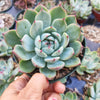 Echeveria colorata