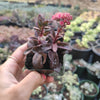 Sedum 'Dark Magic'