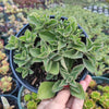 Plectranthus neochilus - Lobster Flower